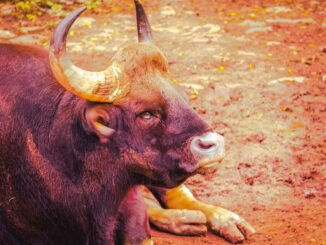 Bitcoin, Dogecoin Lead Bounce in Crypto Majors Day After Record 8-Month Liquidations