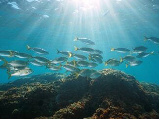 Bitcoin shrimps to fish added 254% of mined BTC last month