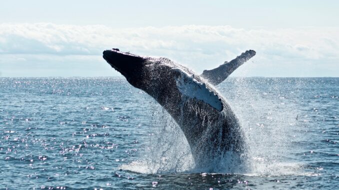 Ethereum-Whales-On-The-Rise-Acquires-Over-9-Billion-ETH.jpg Ethereum (ETH) Whales