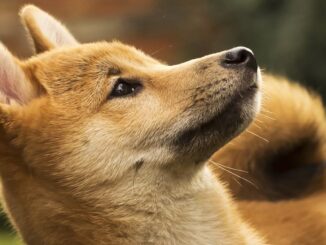 SHIB Surges 11% as Shiba Inu Introduces Authentication Service 'Shibacals' on Shibarium