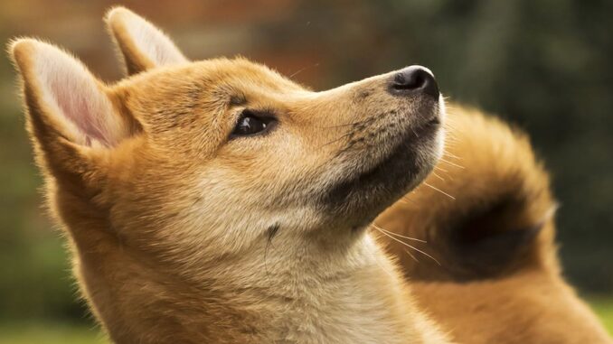 SHIB Surges 11% as Shiba Inu Introduces Authentication Service 'Shibacals' on Shibarium