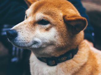 Shiba Inu Testnet Blockchain 'Puppynet' Crosses 20M Transactions