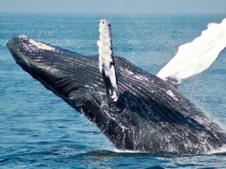 Bitcoin (BTC) Whale Moves Over 1K BTC After 11 Years of Dormancy