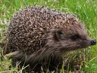 Crypto Robo-Advisor Hedgehog Joins Hands With CoinDesk Indices on Automated Investing Services