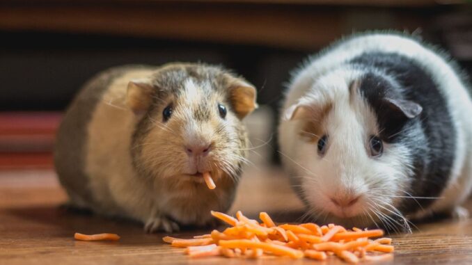 Forget SHIB and PEPE, HAMS Token Holders Are Betting on Hamster Races in the Latest Crypto Meta