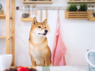 Presale of the new AI-based Shiba Menu project attracting huge investor attention