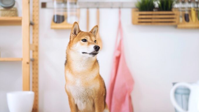 Presale of the new AI-based Shiba Menu project attracting huge investor attention