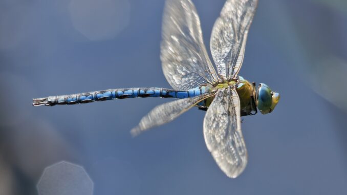 dragonfly-arthur-hayes-back-6m-round-for-new-stablecoin-ethena