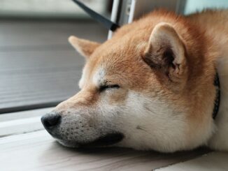 As Litecoin Blockchain Undergoes 'Halving,' Traders Are Reminded It's the Backbone of Dogecoin