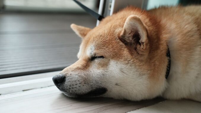 As Litecoin Blockchain Undergoes 'Halving,' Traders Are Reminded It's the Backbone of Dogecoin