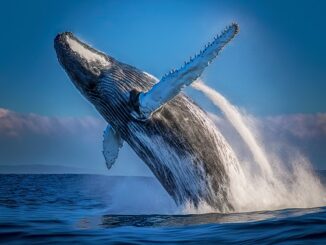 Bitcoin whales bought $388M of BTC just before the Grayscale news