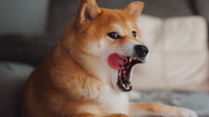 Blockchains Keep Launching, From Sei (and Its $SEI token) to Shibarium (and Its $SHIB)