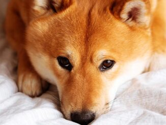 Shiba Inu Plans Shibarium's Public Restart Days After Botched Launch