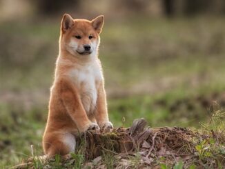 Shiba Inu (SHIB) price outlook after Shibarium setback
