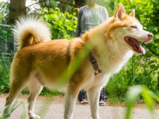 Shiba Memu presale hits $2.1M as Shiba Inu’s Shibarium faces challenges