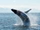 Whale Moves Bitcoin (BTC) Amid FBI Warnings