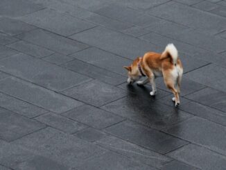 BONE Prices Surges as Developers Beef up Security