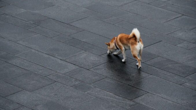 BONE Prices Surges as Developers Beef up Security