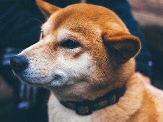 Dogecoin (DOGE) Beats Bitcoin (BTC) in Price Stability Amid Crypto Trading Lull