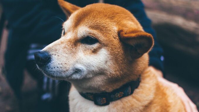 Dogecoin (DOGE) Beats Bitcoin (BTC) in Price Stability Amid Crypto Trading Lull