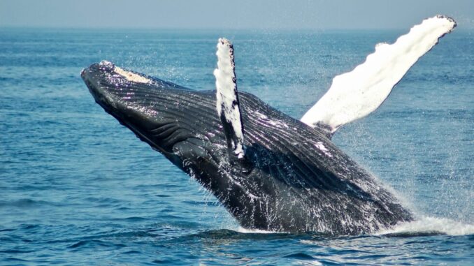 Ethereum-Whales-Buy-425M-Inside-24-Hours-Rebound-Soon.jpg Ethereum Whales