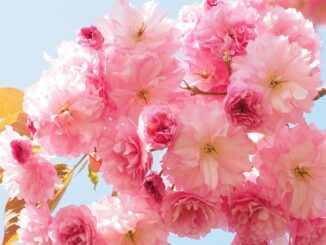 BTC Price Shows Crypto Winter May Be Over: Morgan Stanley Wealth Management