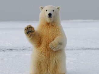 Blackrock Bitcoin ETF Hopes Pumps Bitcoin (BTC) Prices, BTC Bears Lose Hundreds of Millions