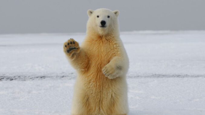 Blackrock Bitcoin ETF Hopes Pumps Bitcoin (BTC) Prices, BTC Bears Lose Hundreds of Millions