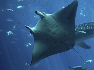 Manta Network Plans Shift to Polygon zkEVM From OP Labs' OP Stack