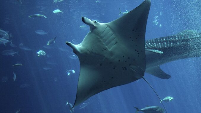 Manta Network Plans Shift to Polygon zkEVM From OP Labs' OP Stack