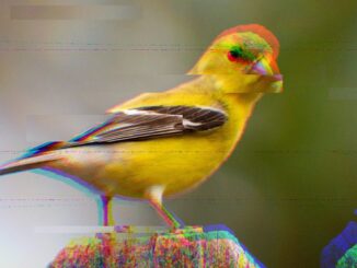 Real-World Asset Loan Worth $20M Sours on DeFi Platform Goldfinch, Bringing RWA Lending Under Scrutiny