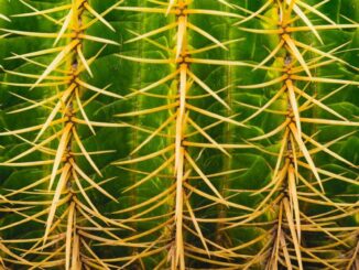 Ether fees spiked late on Thursday. (Dune)