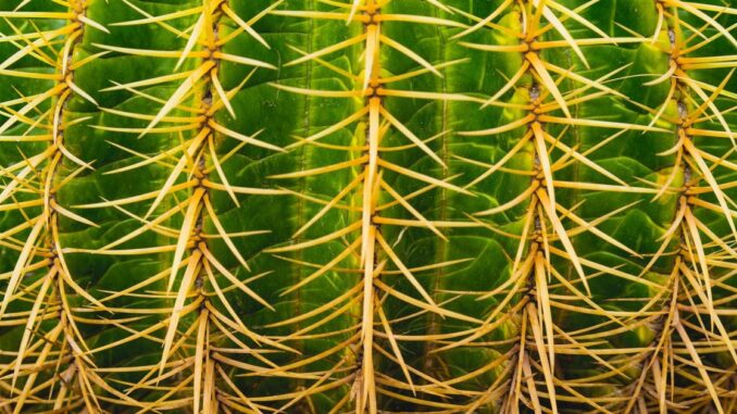 Ether fees spiked late on Thursday. (Dune)