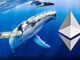 Ethereum whales Small