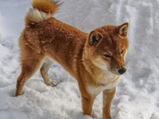 New York Stock Exchange with banner flagging ProShares Bitcoin Strategy ETF on the day it started trading.