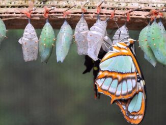 BTC butterfly strategy's payoff diagram (Greeks.Live)