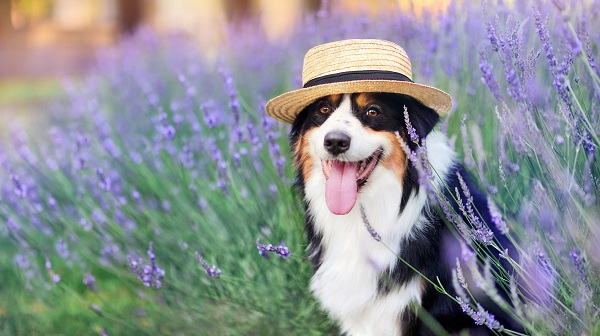 Dogwifhat-WIF-price-forecast-amid-pullback-as-Algotechs-ALGT-token.jpg Dogwifhat (WIF) price forecast amid pullback as Algotech's ALGT token presale nears $4M